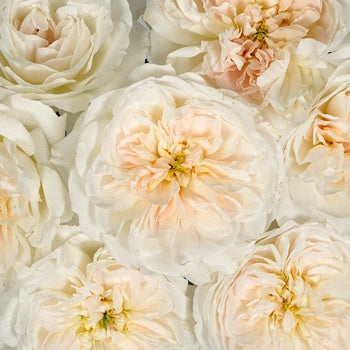 Purity Ausoblige Roses up close