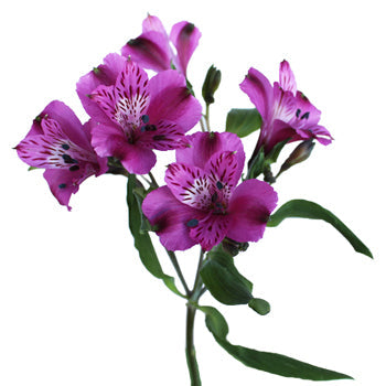 Purple alstroemeria Wholesale Bloom close up