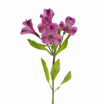 Purple alstroemeria Wholesale Flower Stem
