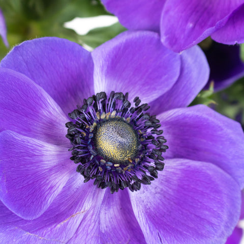 Grape Anemone Wholesale Flower Upclose