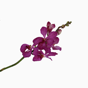 Purple Berry Sparkles Mokara Orchid
