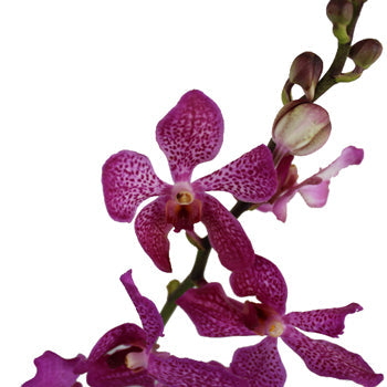 Purple Berry Sparkles Mokara Orchid