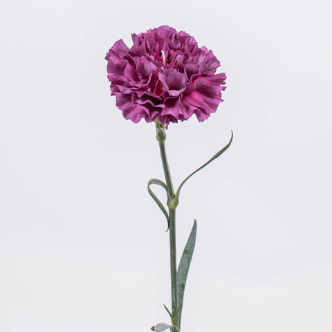 Purple Carnation Flower Stem