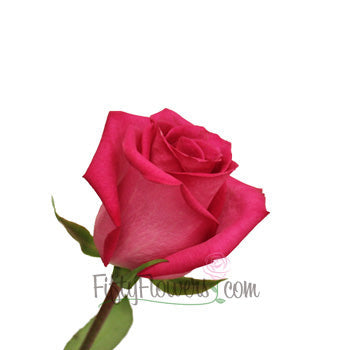 Purple Cezanna Hot Pink Rose Side Stem View