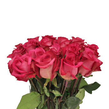Purple Cezanne Hot Pink Wholesale Roses In a vase