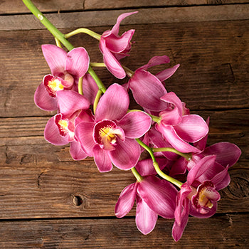Cymbidium Orchids Hot Pink Overnight