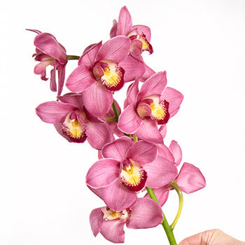 Cymbidium Orchids Hot Pink Overnight