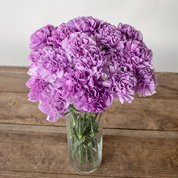 Purple Deep Lavender Carnation Flowers In a vase