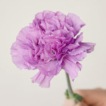 Purple Deep Lavender Carnation Stem