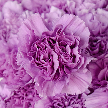Purple Deep Lavender Wholesale Carnations Up close