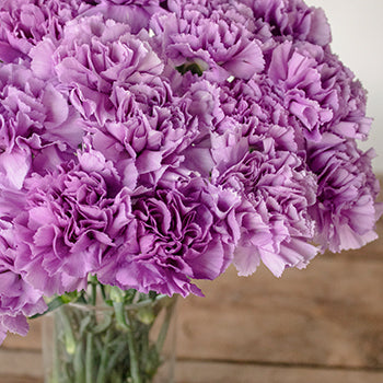 Purple Deep Lavender Carnation Flowers In a vase Close up