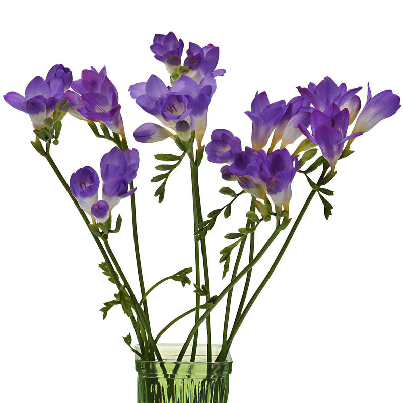 Purple Freesia Flower Stems