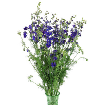 Larkspur Purple Flower