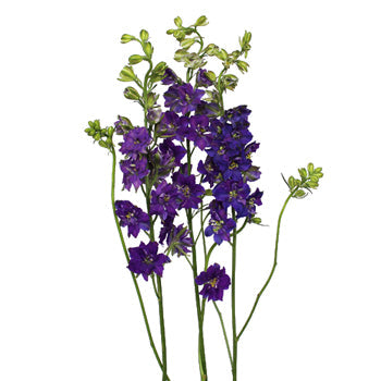 Larkspur Purple Flower
