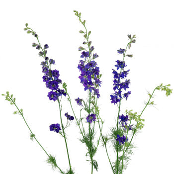 Larkspur Purple Flower
