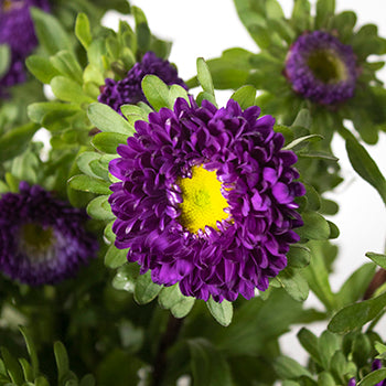 Purple Matsumoto Flowers