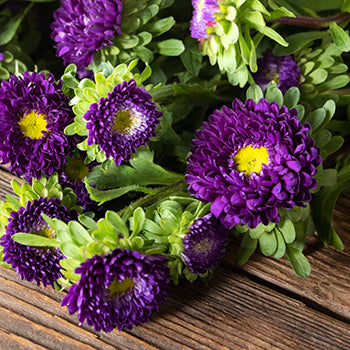 Purple Matsumoto Flowers