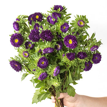 Purple Matsumoto Flowers