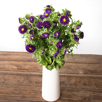 Purple Matsumoto Flowers