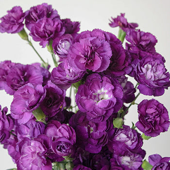 Purple Mini Wholesale Carnations Up close