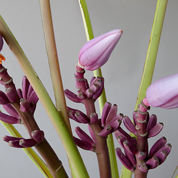 Purple Musa Tropical Flowering Banana