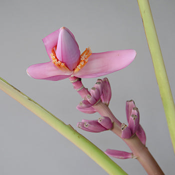 Purple Musa Tropical Flowering Banana