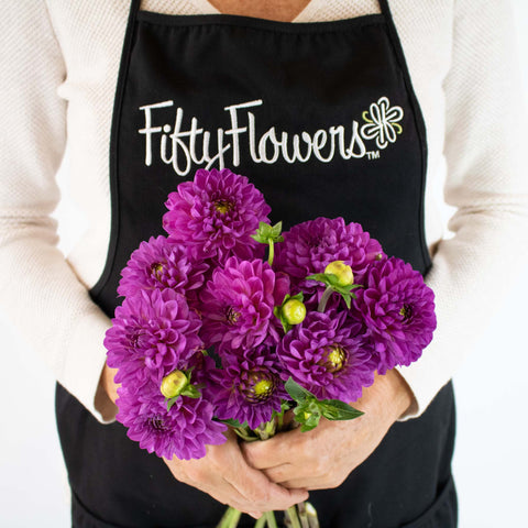 Purple Passion Dahlia Flower Bunch in Hand