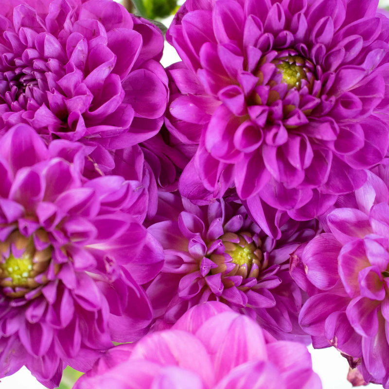 Purple Passion Dahlia Flower Up Close