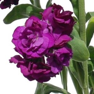 Purple Red Spray Stock Wholesale Flower Upclose