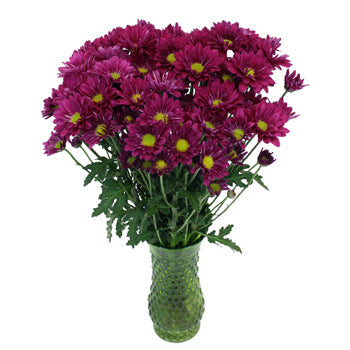 Royal Fuchsia Daisy Flower