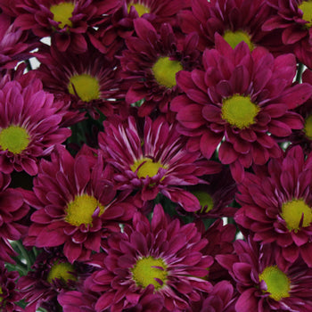 Royal Fuchsia Daisy Flower