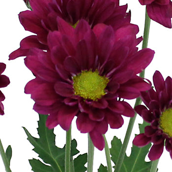 Royal Fuchsia Daisy Flower