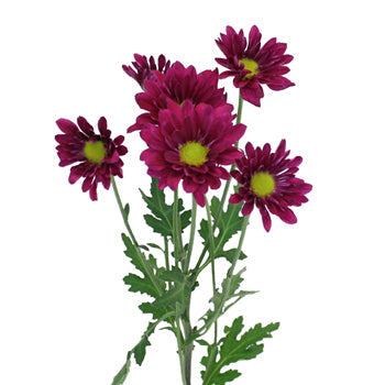 Royal Fuchsia Daisy Flower