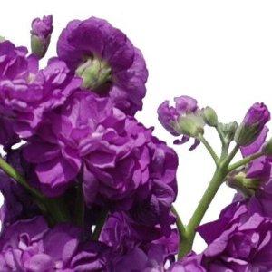 Purple Spray Stock Wholesale Flower Upclose