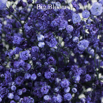 Purple Airbrushed Baby's Breath