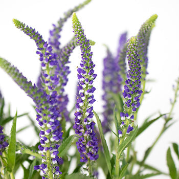 Veronica Flower Purple with Blue Hues
