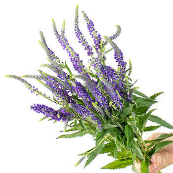 Veronica Flower Purple with Blue Hues