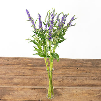 Veronica Flower Purple with Blue Hues