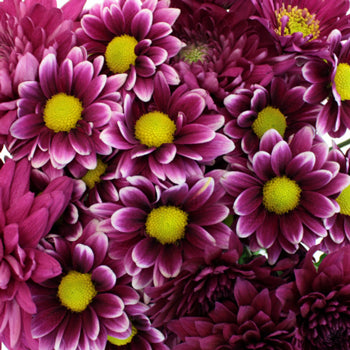 Berry Bombastic Wedding Flower Pack