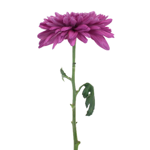 Purpleberry Cremon Flower Single Stem