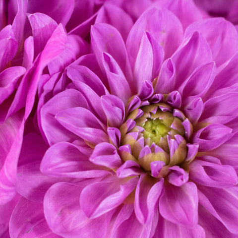 Purpleberry Dahlia Flower Up Close