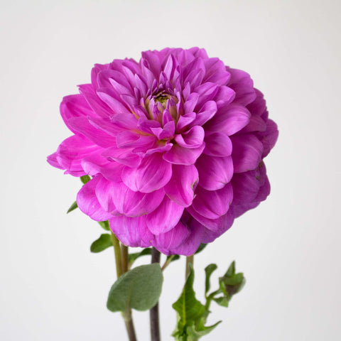Purpleberry Dahlia Flower Stem