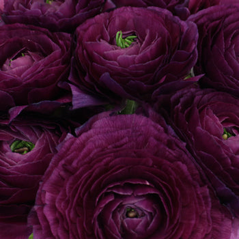Purpleberry Italian Cloony Ranunculus Wholesale Flower Upclose