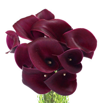 PurpleBerry Mini Calla Lily