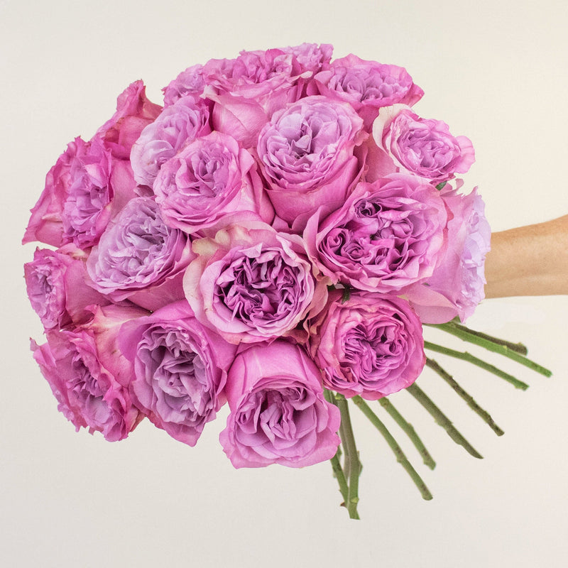 The Queens Jewels Garden Roses