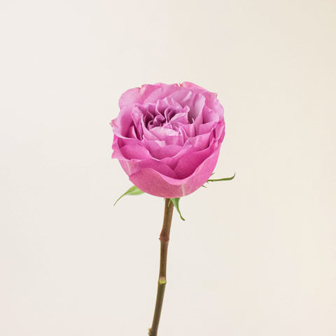 Queens Crown Purple Garden Rose Stem