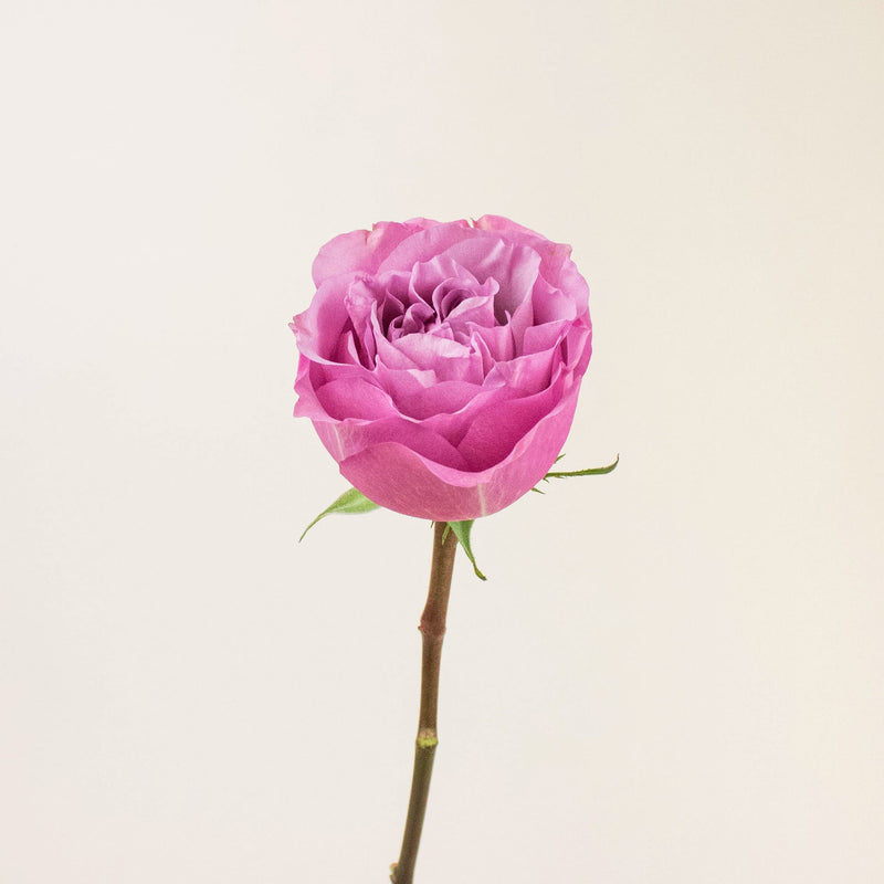 Queens Crown Purple Garden Rose Stem