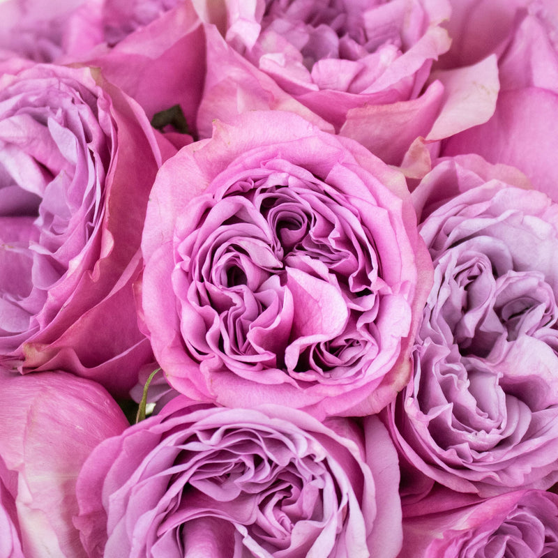 Queens Crown Purple Garden Roses Up Close