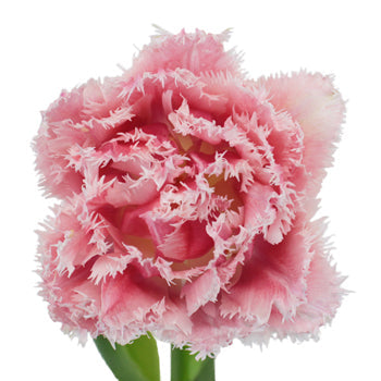 Queensland Pink Double Fringed  Tulip Wholesale Flower Up close