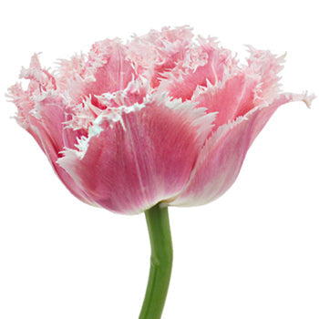 Queensland Pink Double Fringed Tulips Wholesale Flower Side Stem